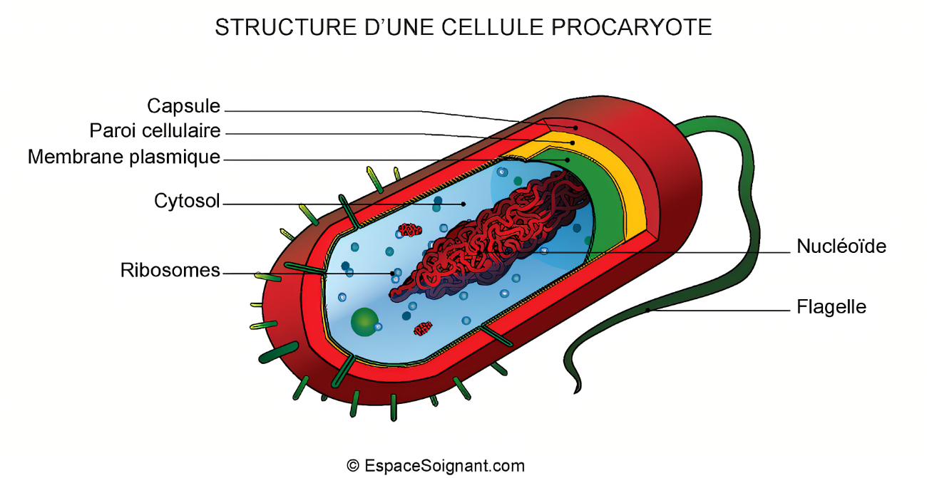 Cellule Procaryote